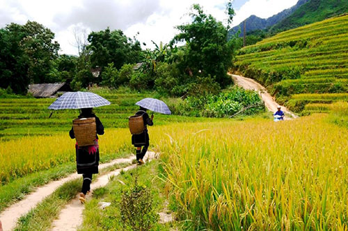 Excursion Sapa - Lao Chai | Asia Hero Travel | Vietnam